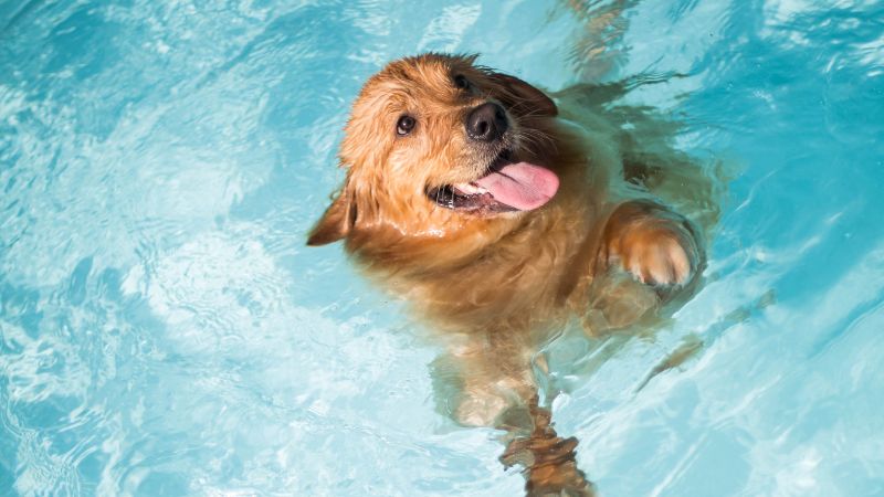 10 formas de que tu perro no pase calor en verano