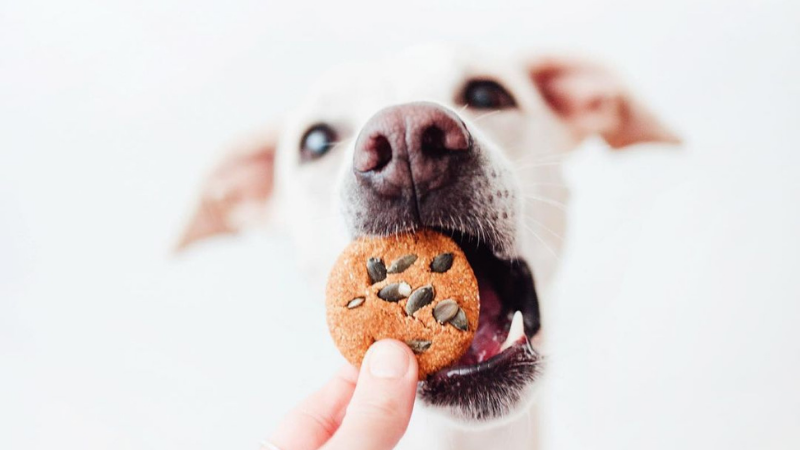 Comer con tu perro: restaurantes y bares dog friendly en Barcelona