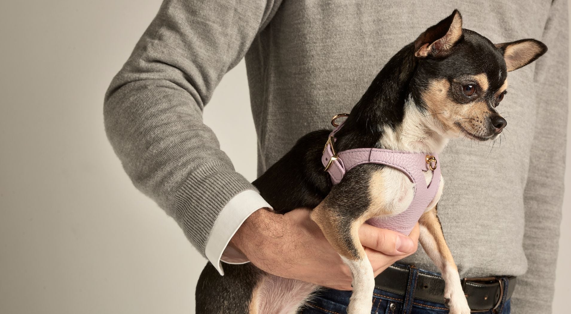 Qué es mejor para mi perro, ¿collar o arnés?