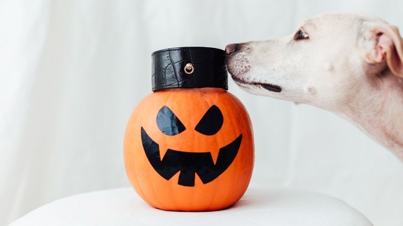 Disfraces de Halloween divertidos para tu perro