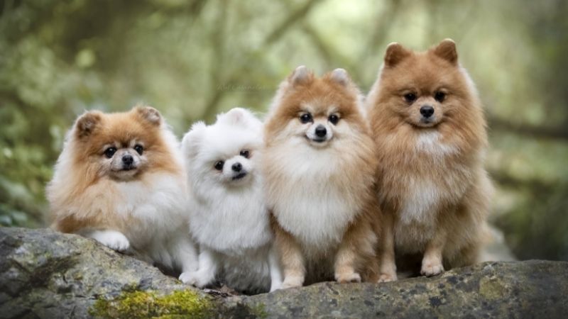 #Brannitalks: Pompomilicious