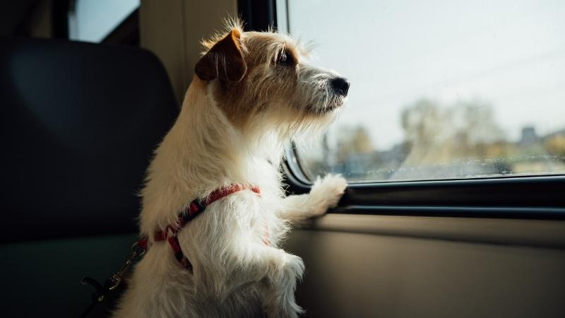 Imprescindibles si vas a viajar con tu perro by Mascoboutique