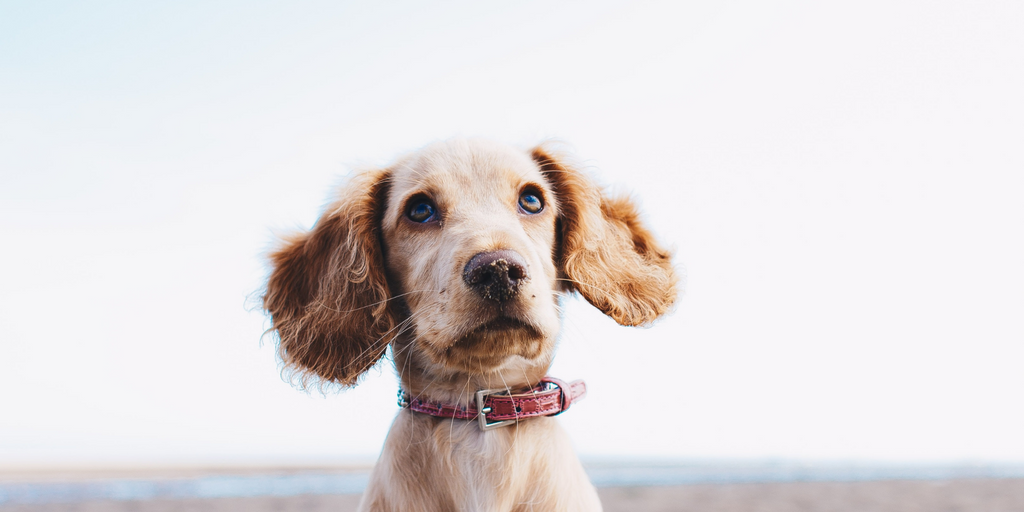 6 playas dog-friendly en Cataluña para disfrutar con tu mascota este verano