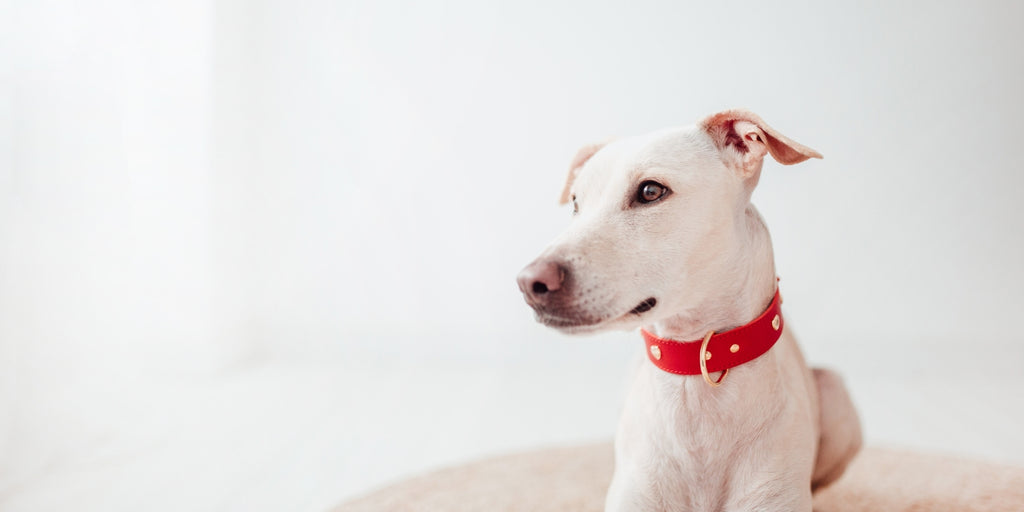 10 razas de perro perfectas para vivir en apartamentos