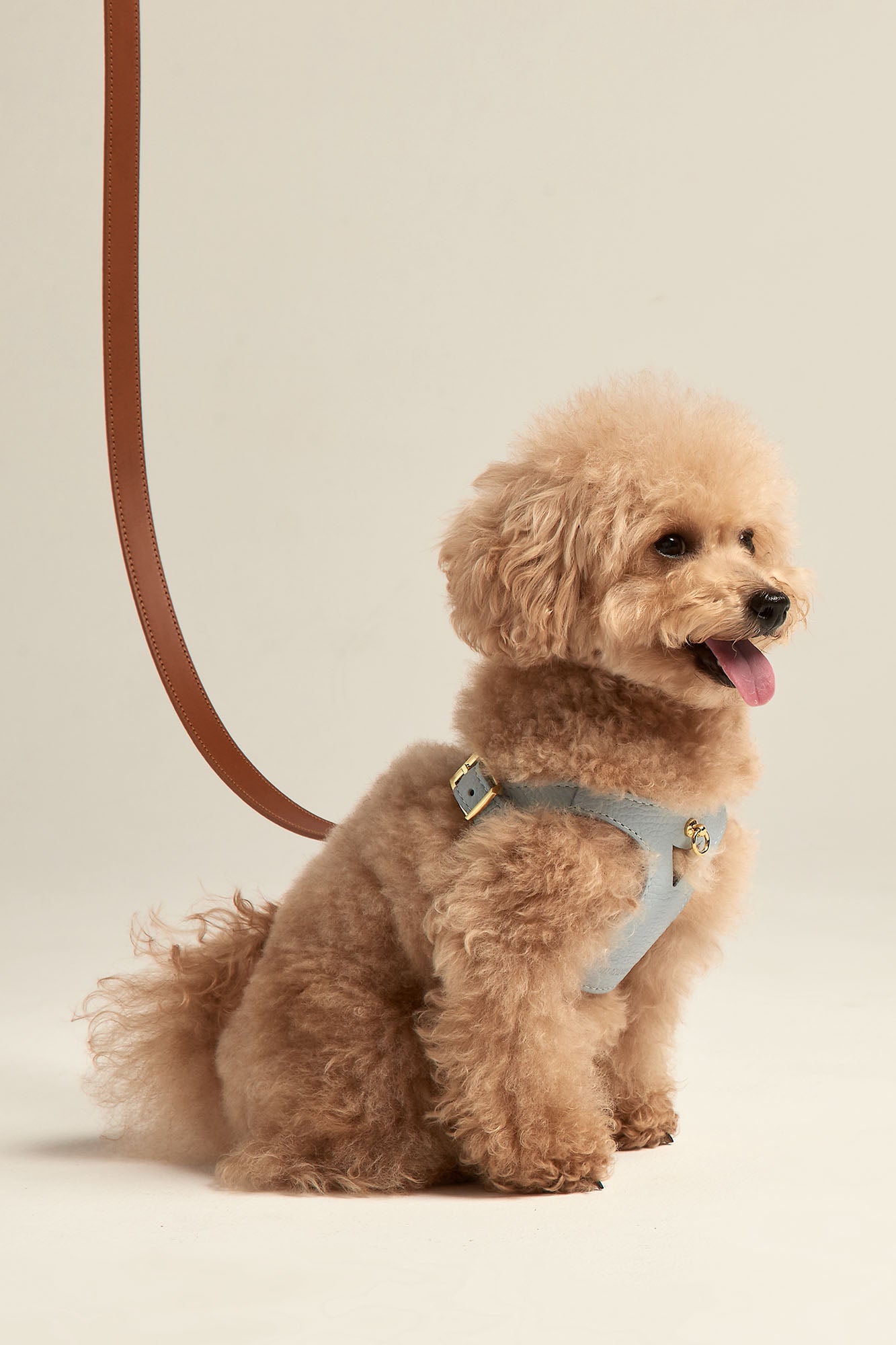 Cuidados del caniche toy