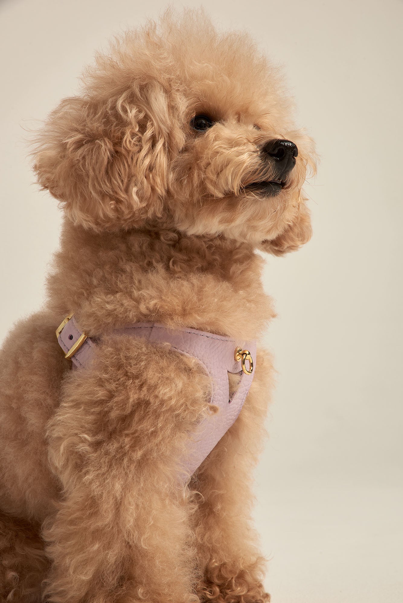 Raza de Perro Caniche Toy