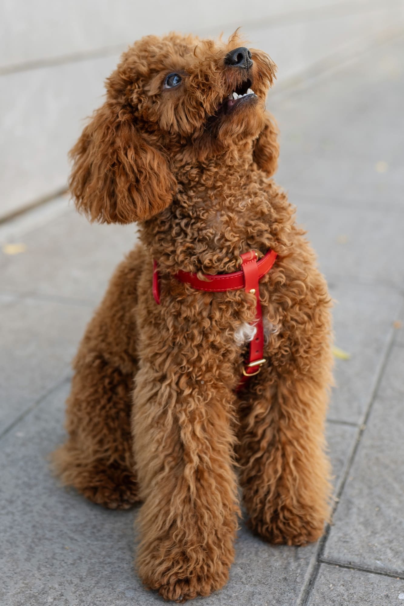 Caniche Toy Carácter