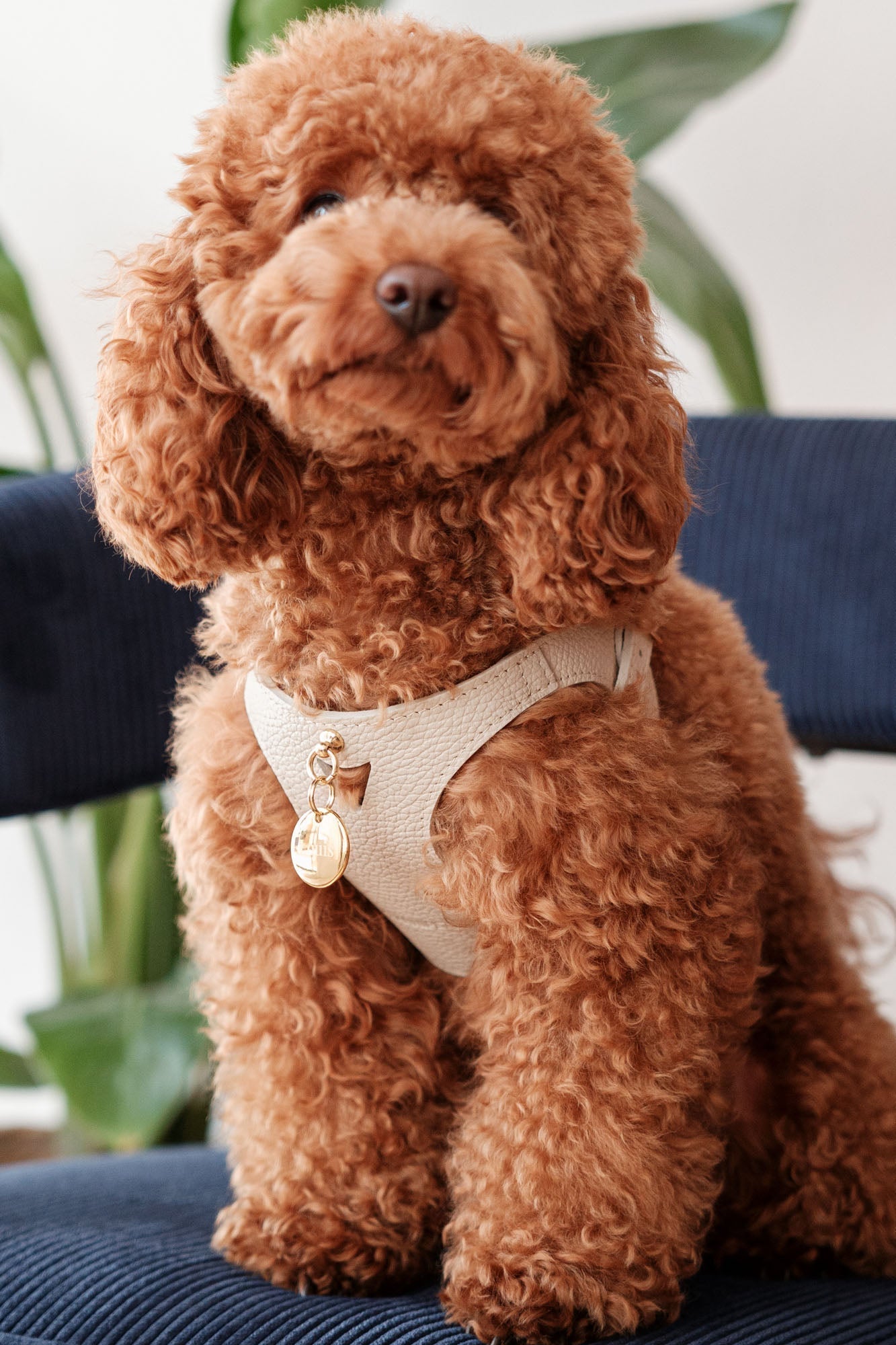 Diferencia entre caniche y perro de agua