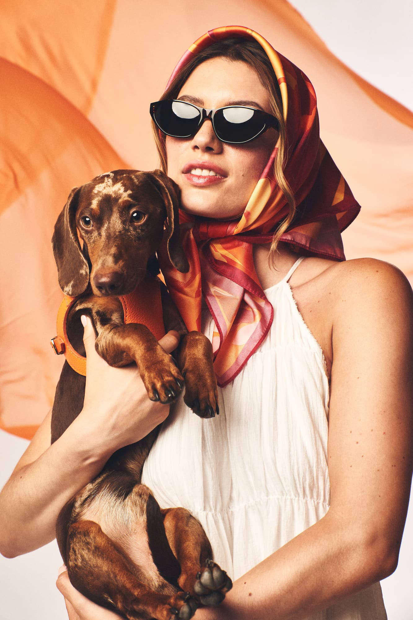 Tipos de arneses para perros