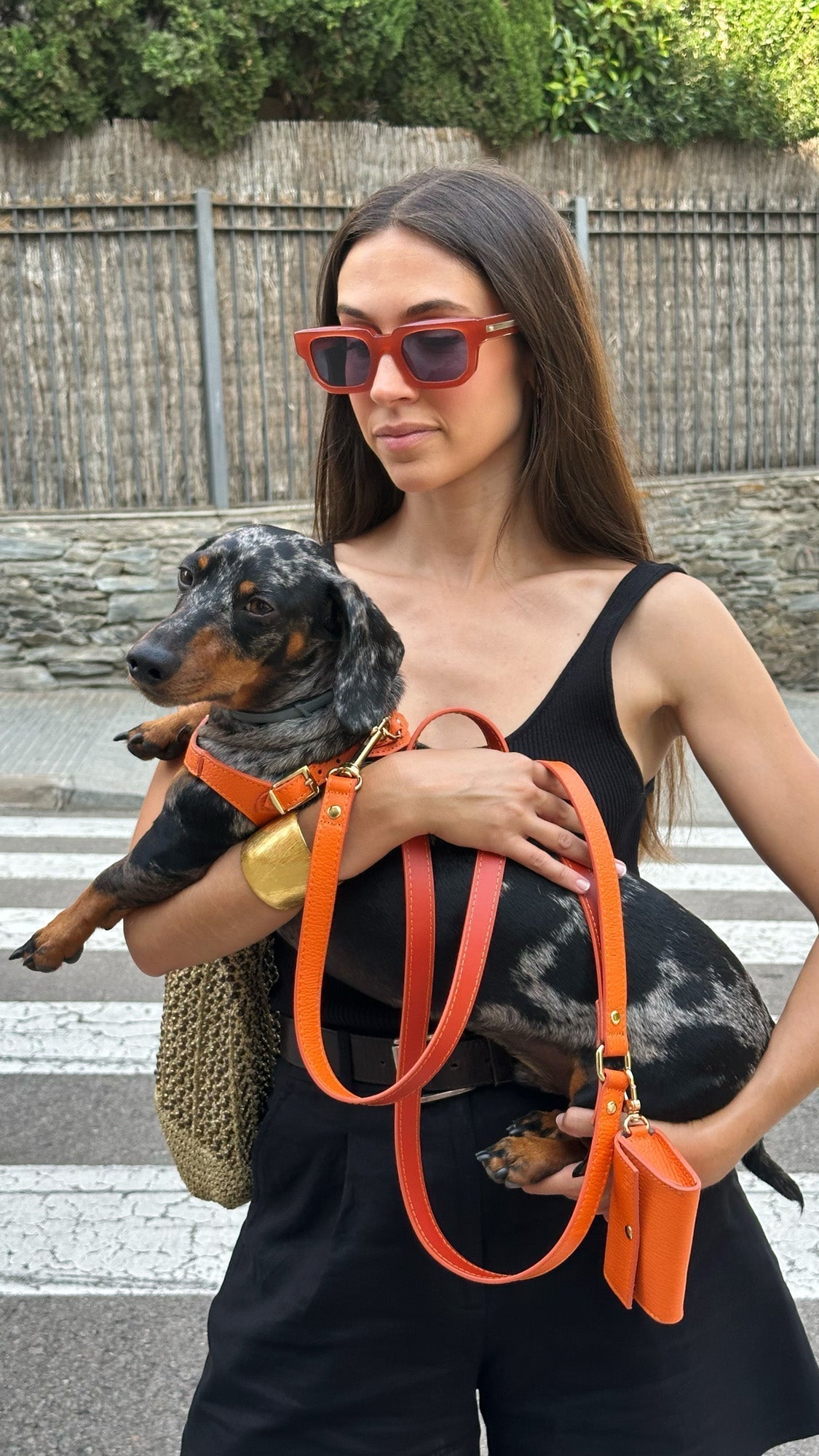 ¿Cómo Poner un Arnés a Mi Perro?