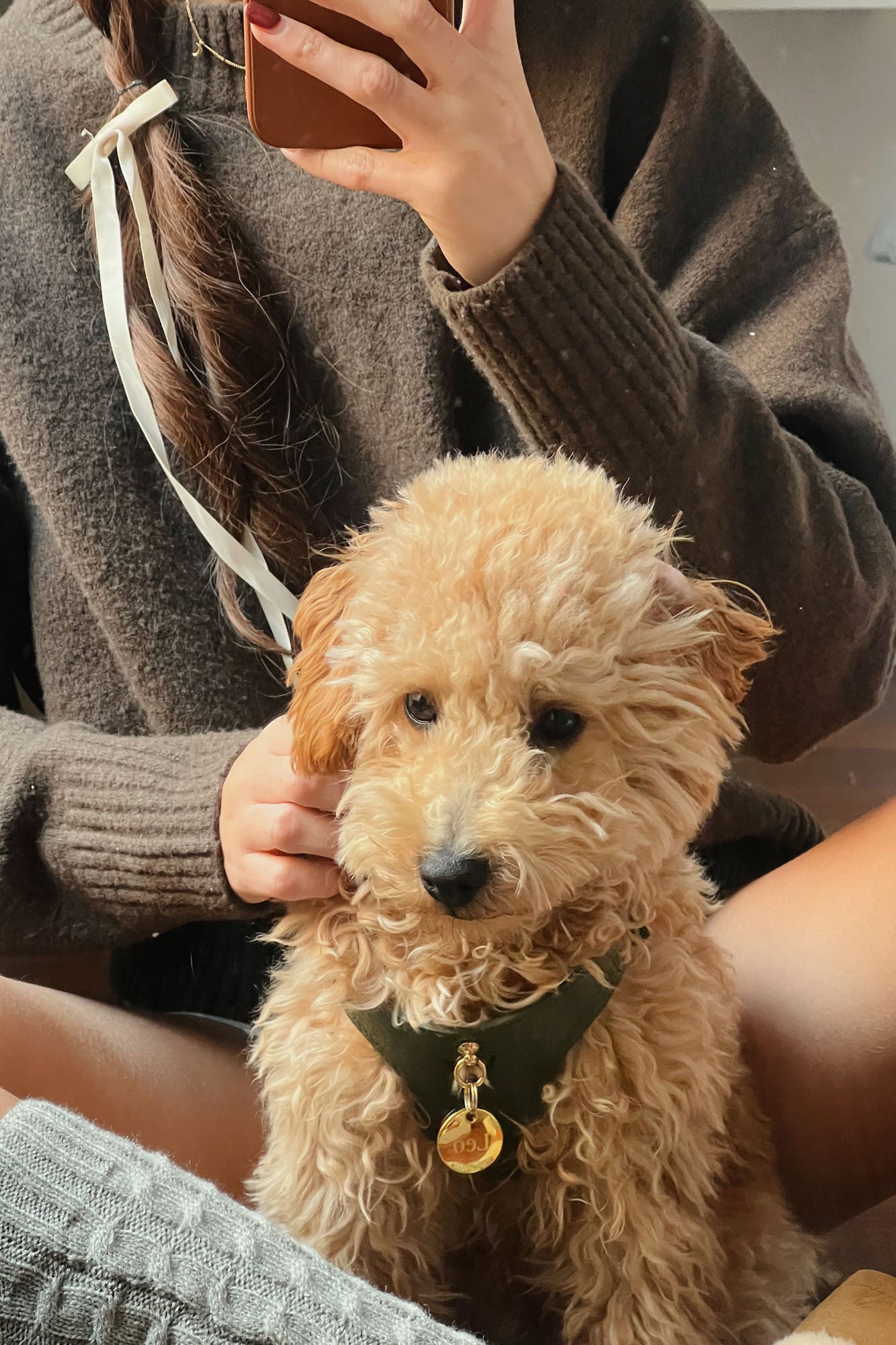 Caniche toy medidas y Peso