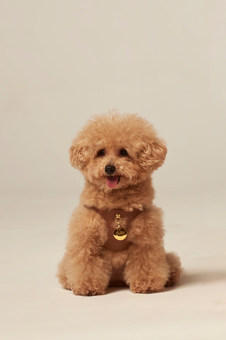 Nombres para Caniche Toy Macho Marrón