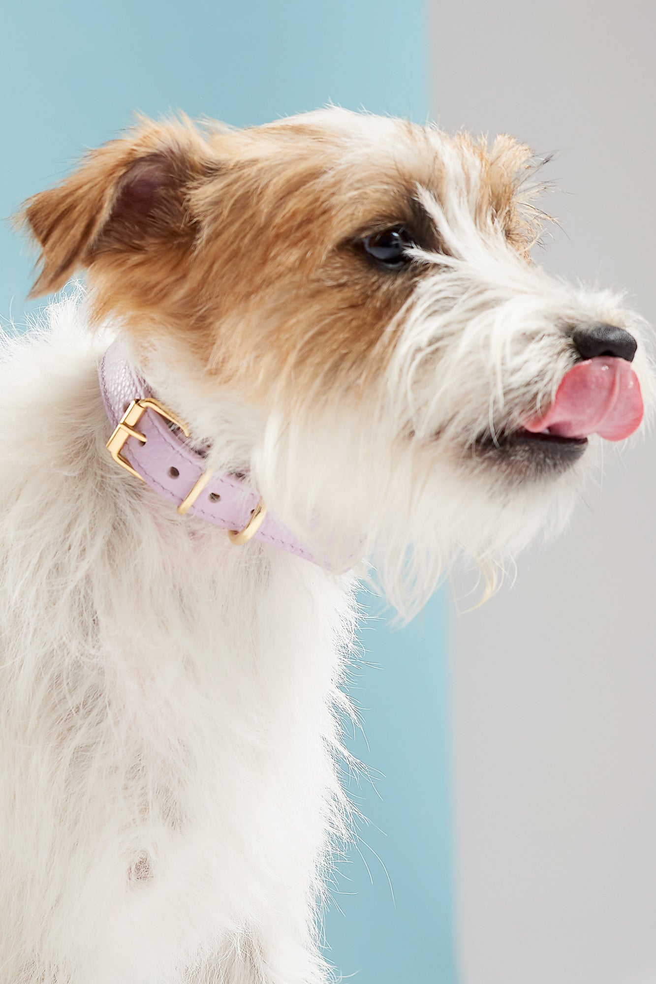 Tipos de Collares para Perros