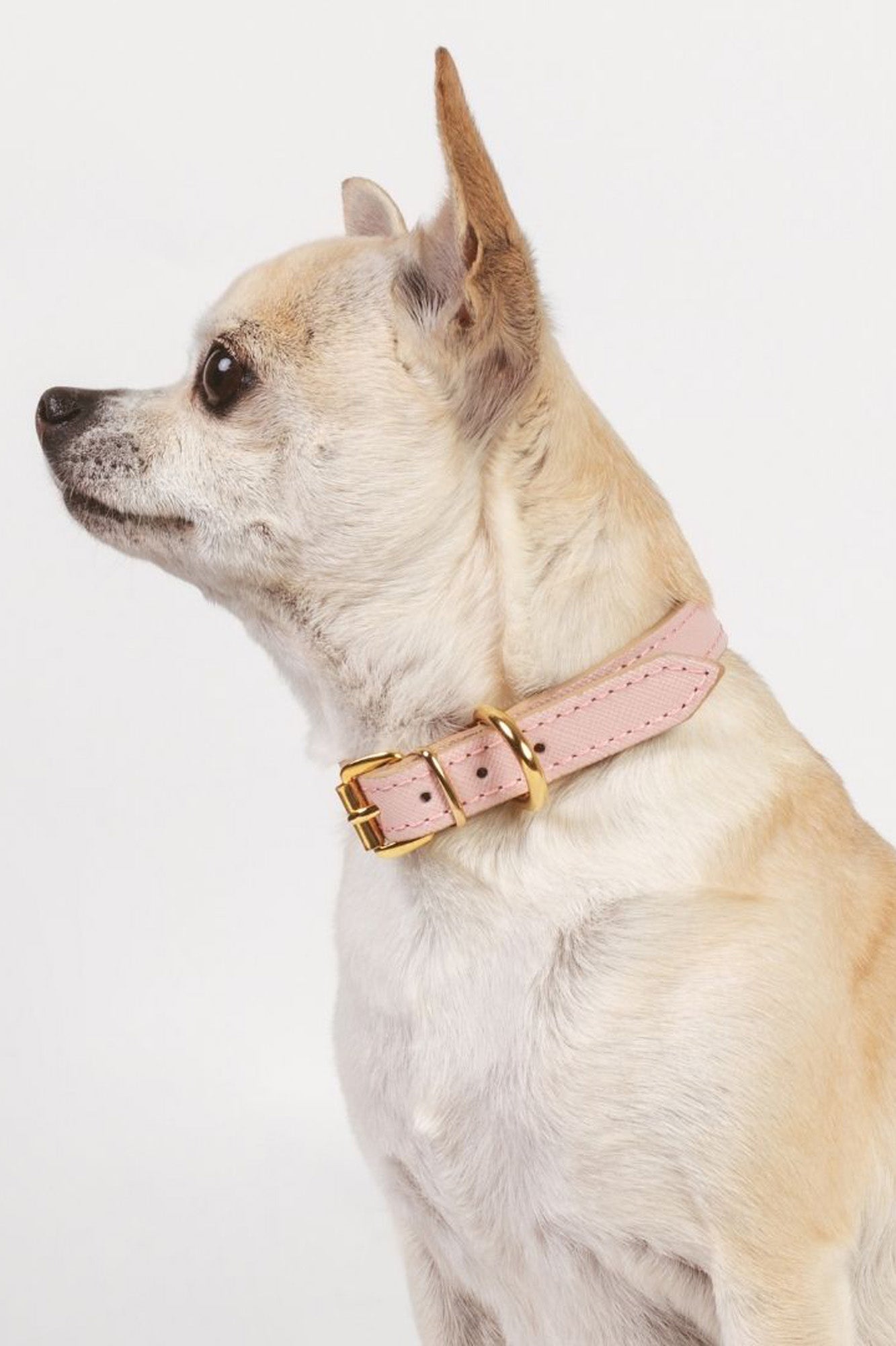 Pink Moni Toy collar