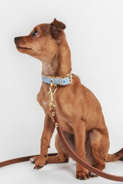 Sky Blue Moni Toy collar