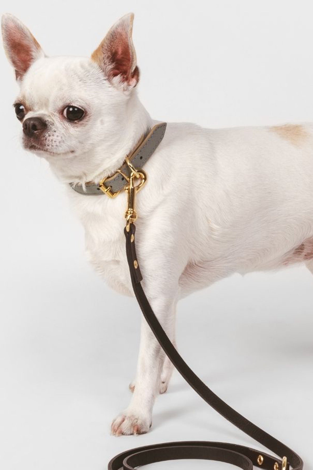 Collar para perro pequeño Branni Pets - Main Image