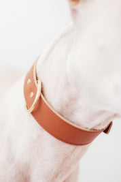 Cognac Moni collar