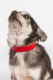 Red Moni Toy collar