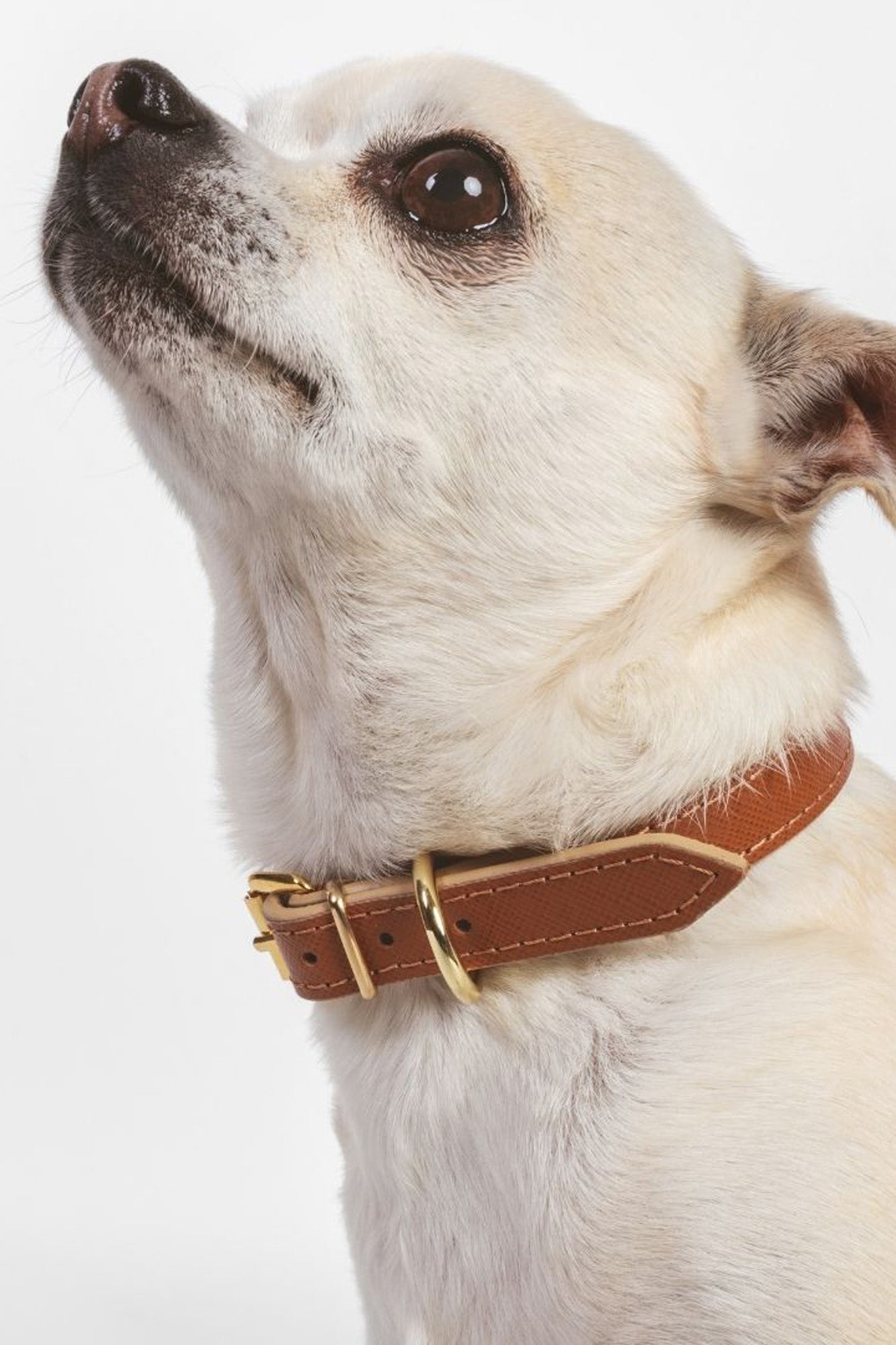 Cognac Moni Toy collar