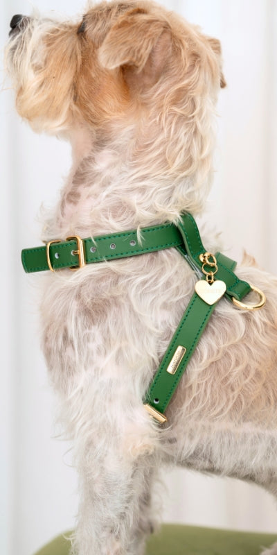 Multiposition leather dog leashes - Luxury dog accessories – Branni Pets