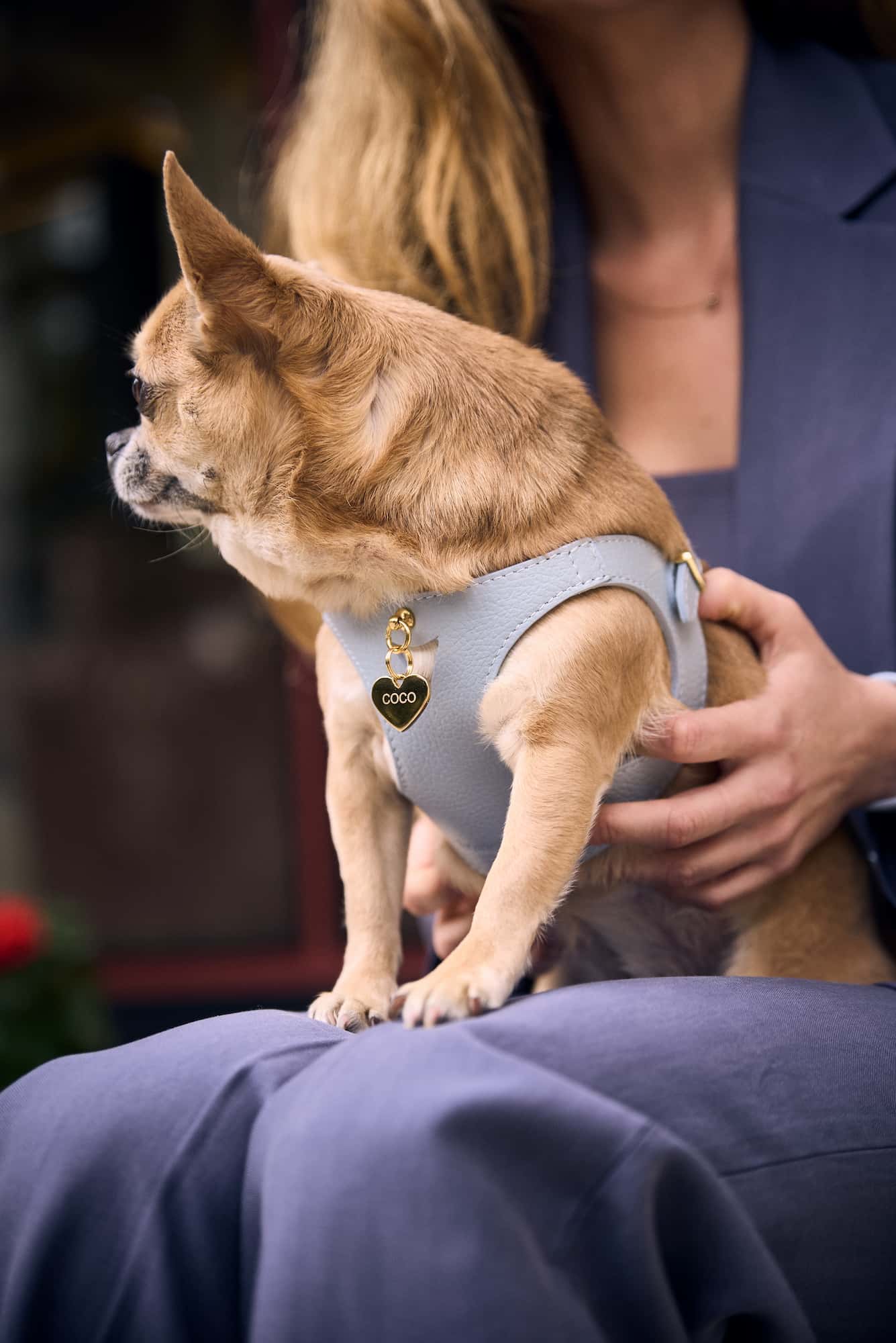 Kit arnés perro Juno azul cielo