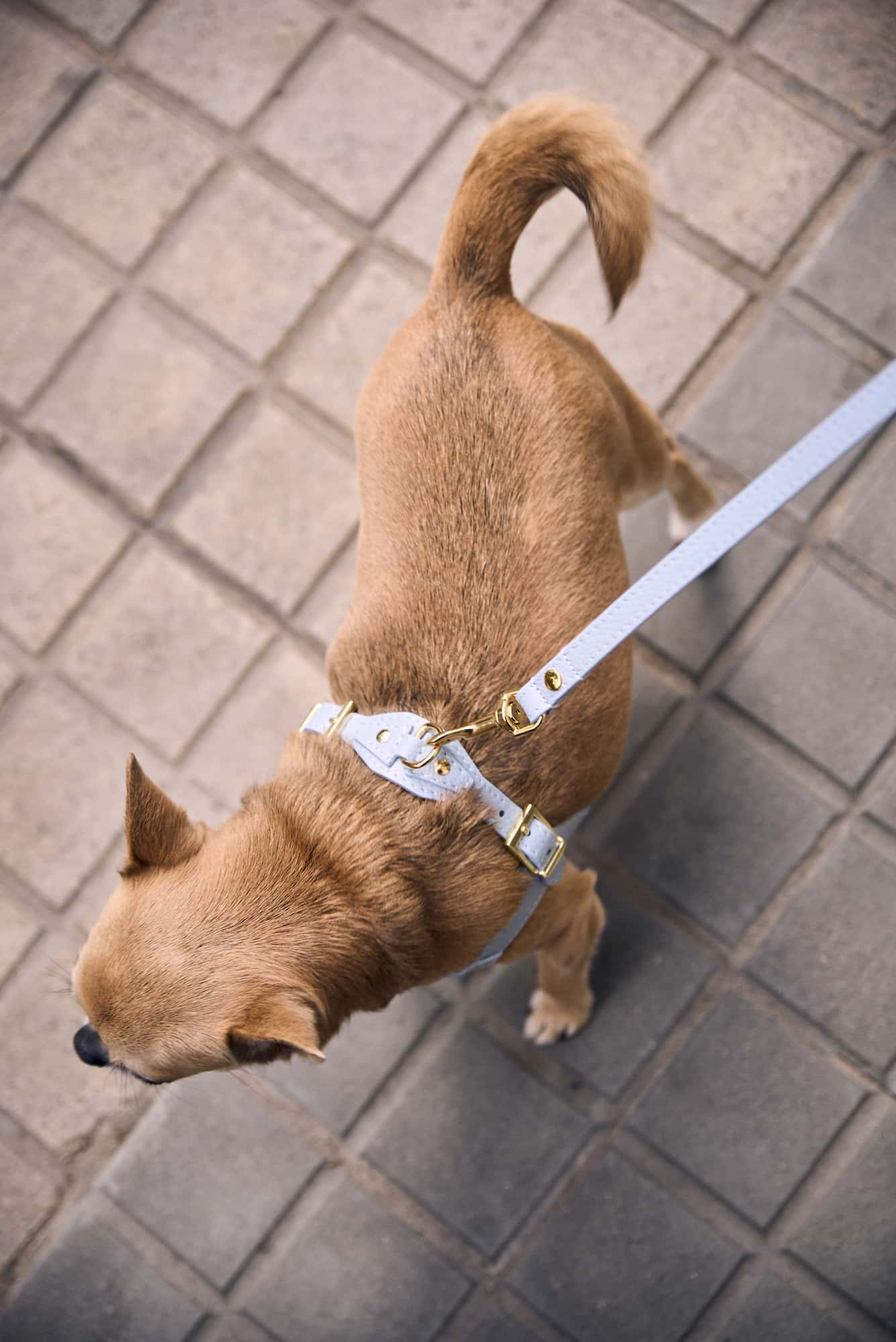 Kit arnés perro Juno azul cielo