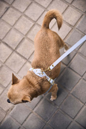 Kit arnés perro Juno azul cielo