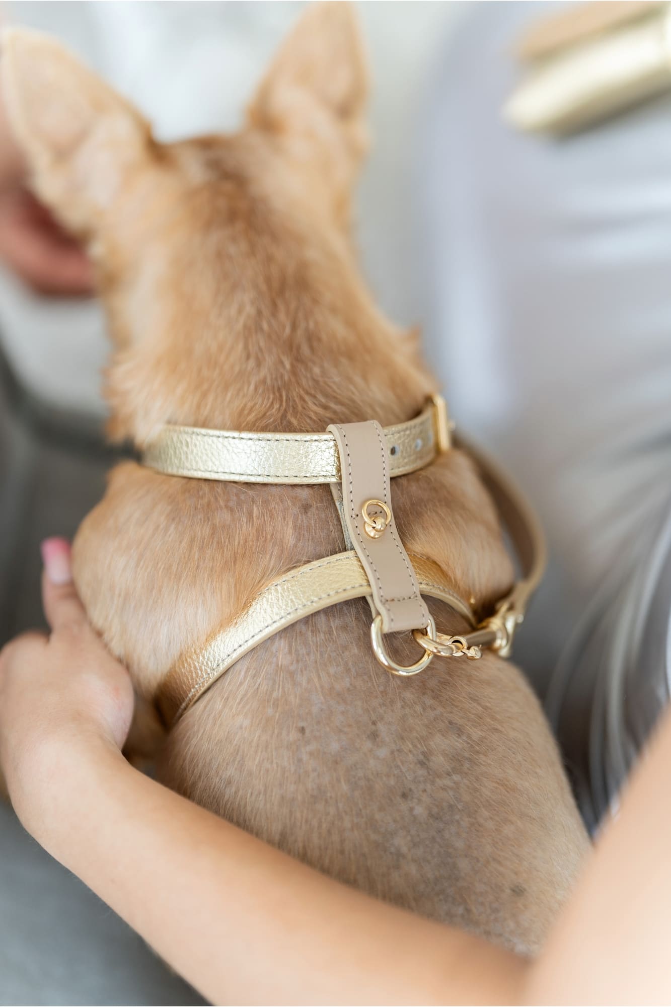 Golden Metal harness