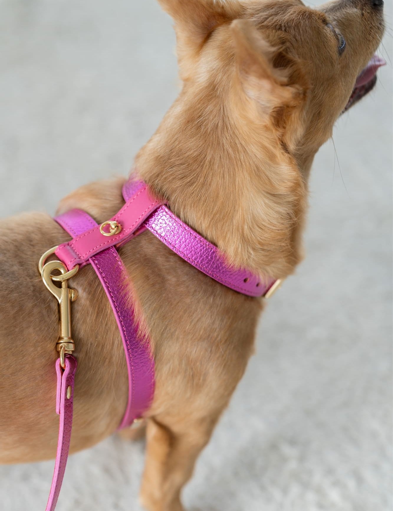 arnes-perro-metal-fucsia-detalle.jpg