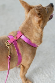 Fuchsia Metal harness