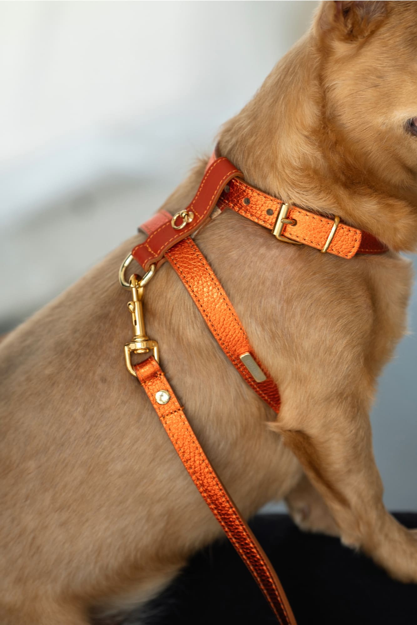 Orange Metal harness