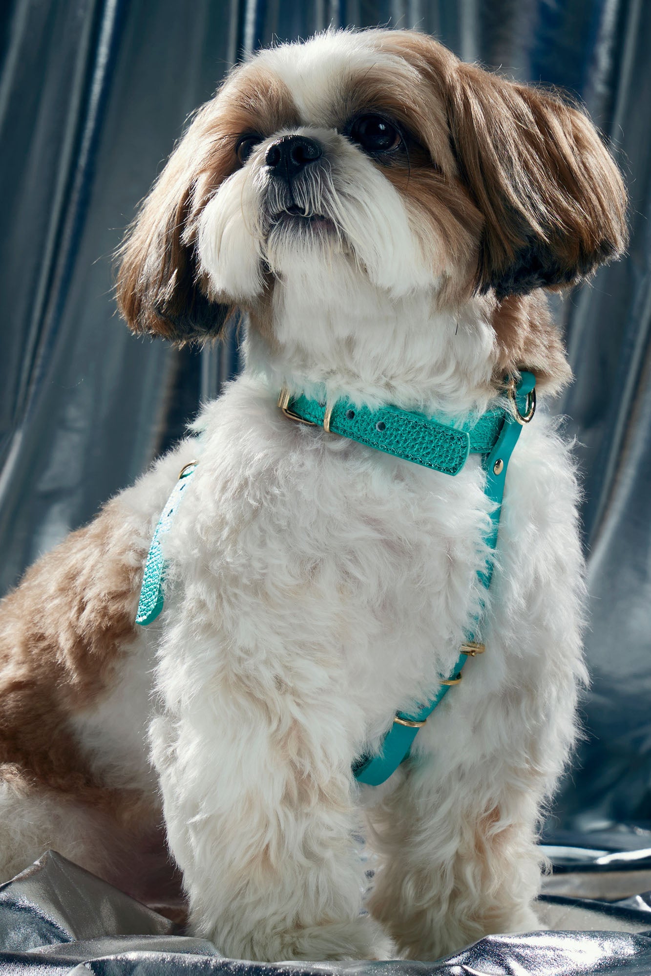 Turquoise Metal harness