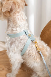 Sky blue Nara harness