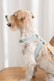 Sky blue Nara harness