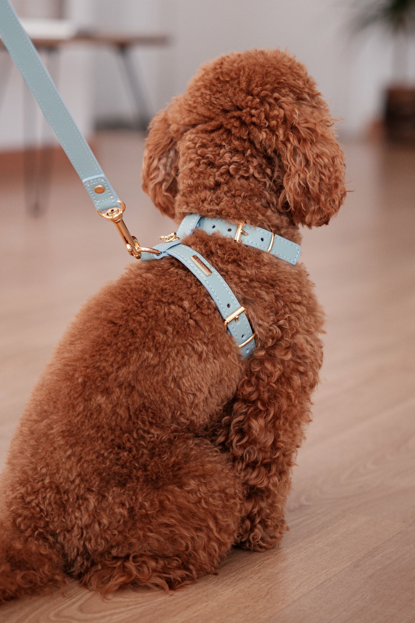 Sky blue Nara harness