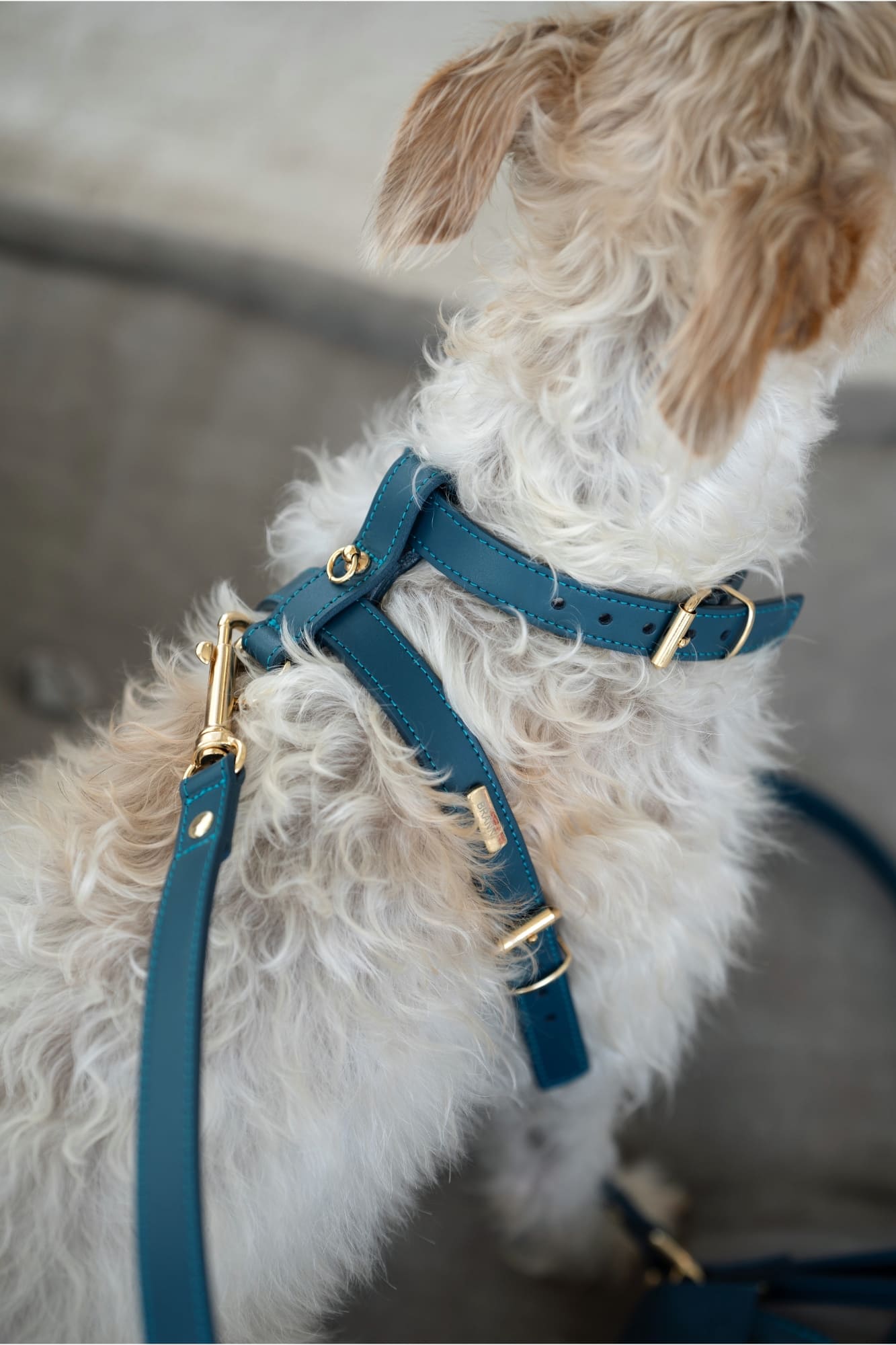 Navy blue Nara harness