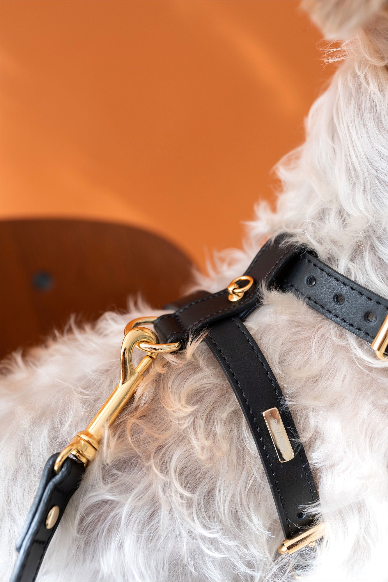 arneses perros pequeños negro