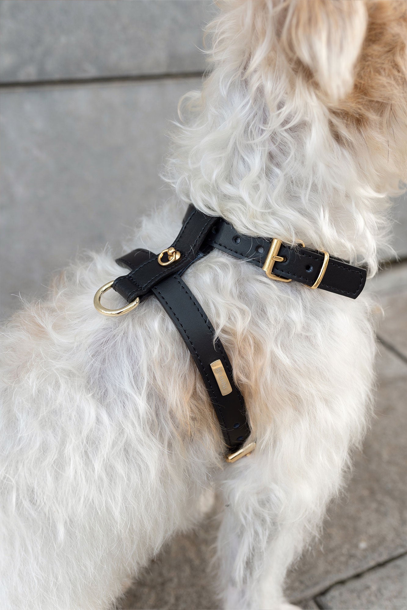 arnés perro color negro