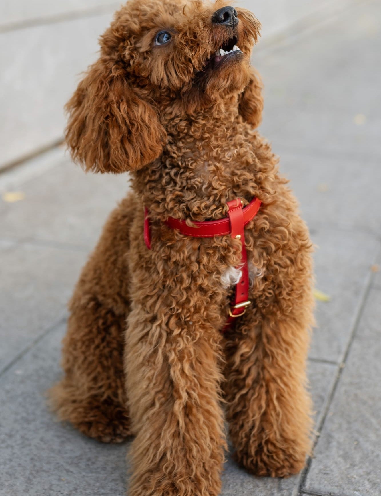 arnes-perro-nara-verde-caniche.jpg