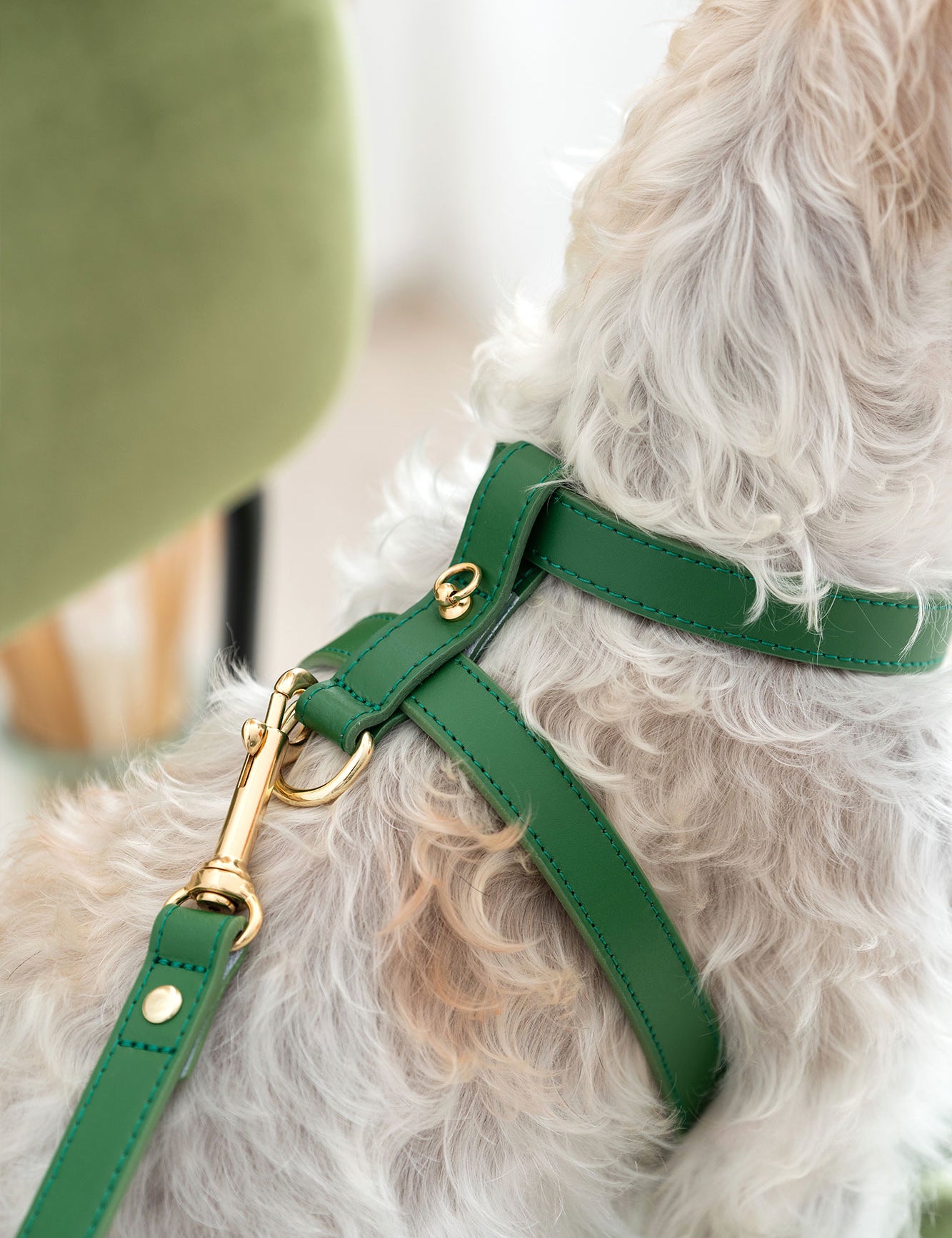 arnes-perro-nara-verde-donete-detalle-1.jpg