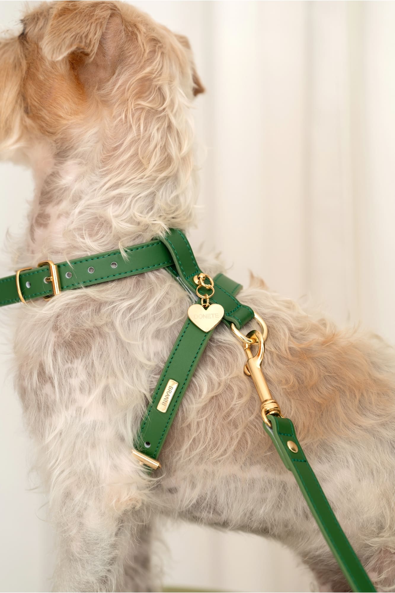 arneses perros caniche verde