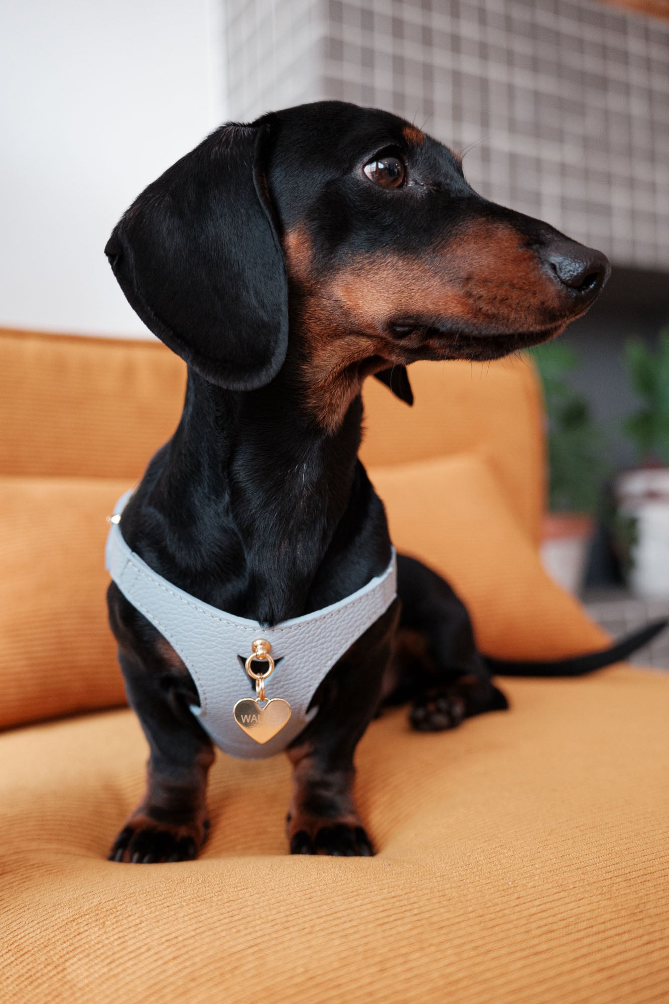 Sky blue Juno harness