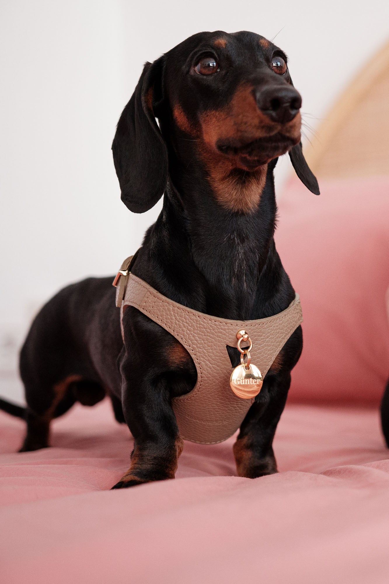 arnes-perro-pequeno-juno-marron-lifestyle-01_2465e9e2-0c80-4e96-9a41-fc26b0342da2.jpg