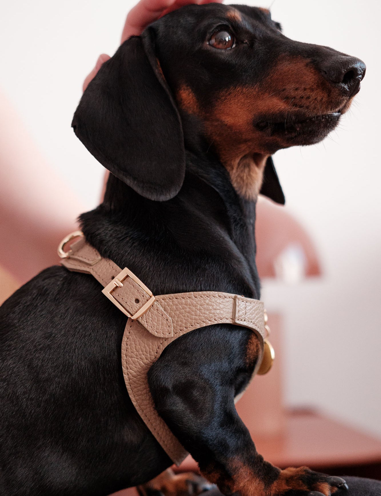 arnes-perro-pequeno-juno-marron-lifestyle-02.jpg