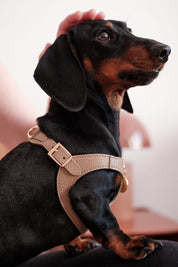 Juno harness set in brown leather.