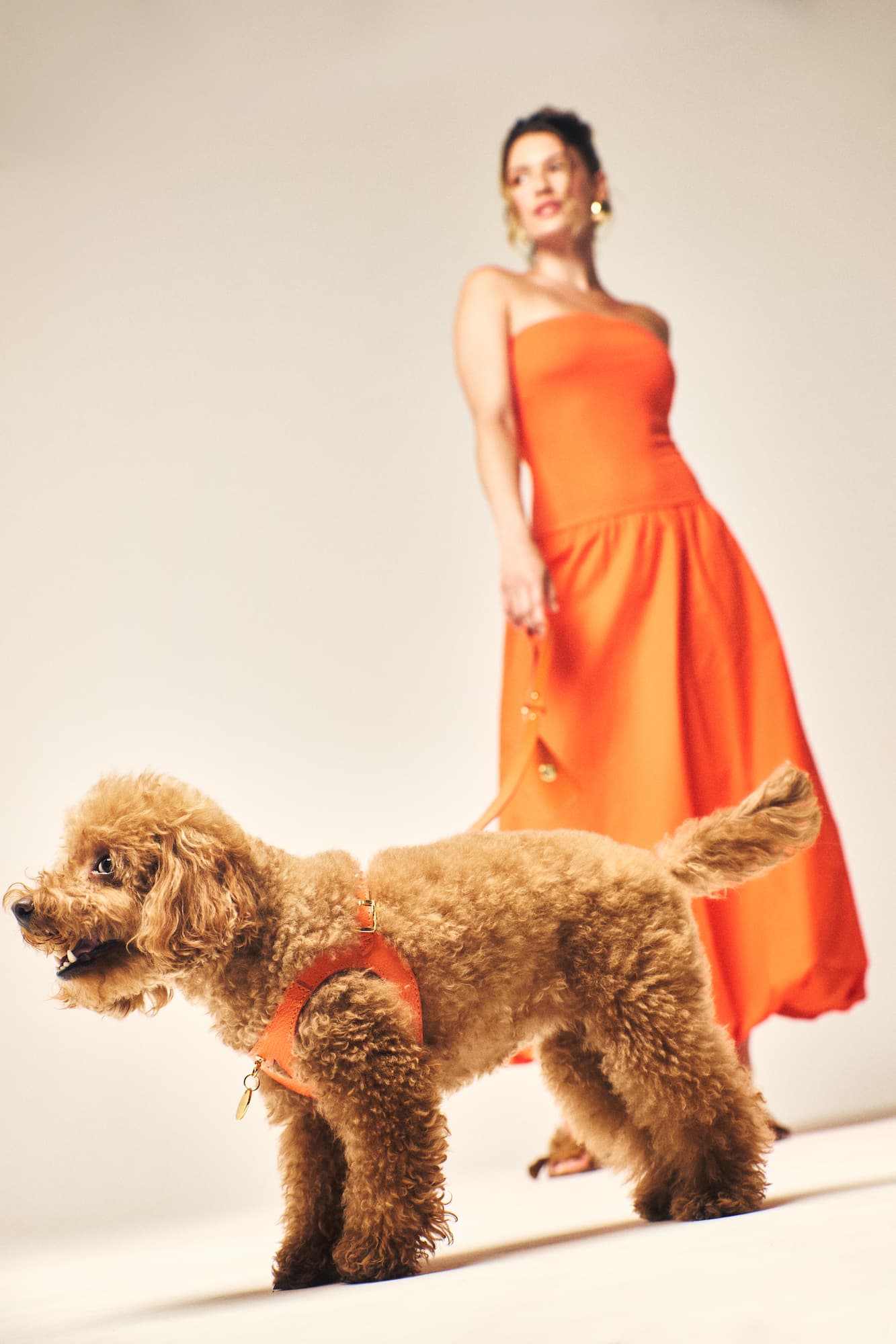 arneses para perros naranjas