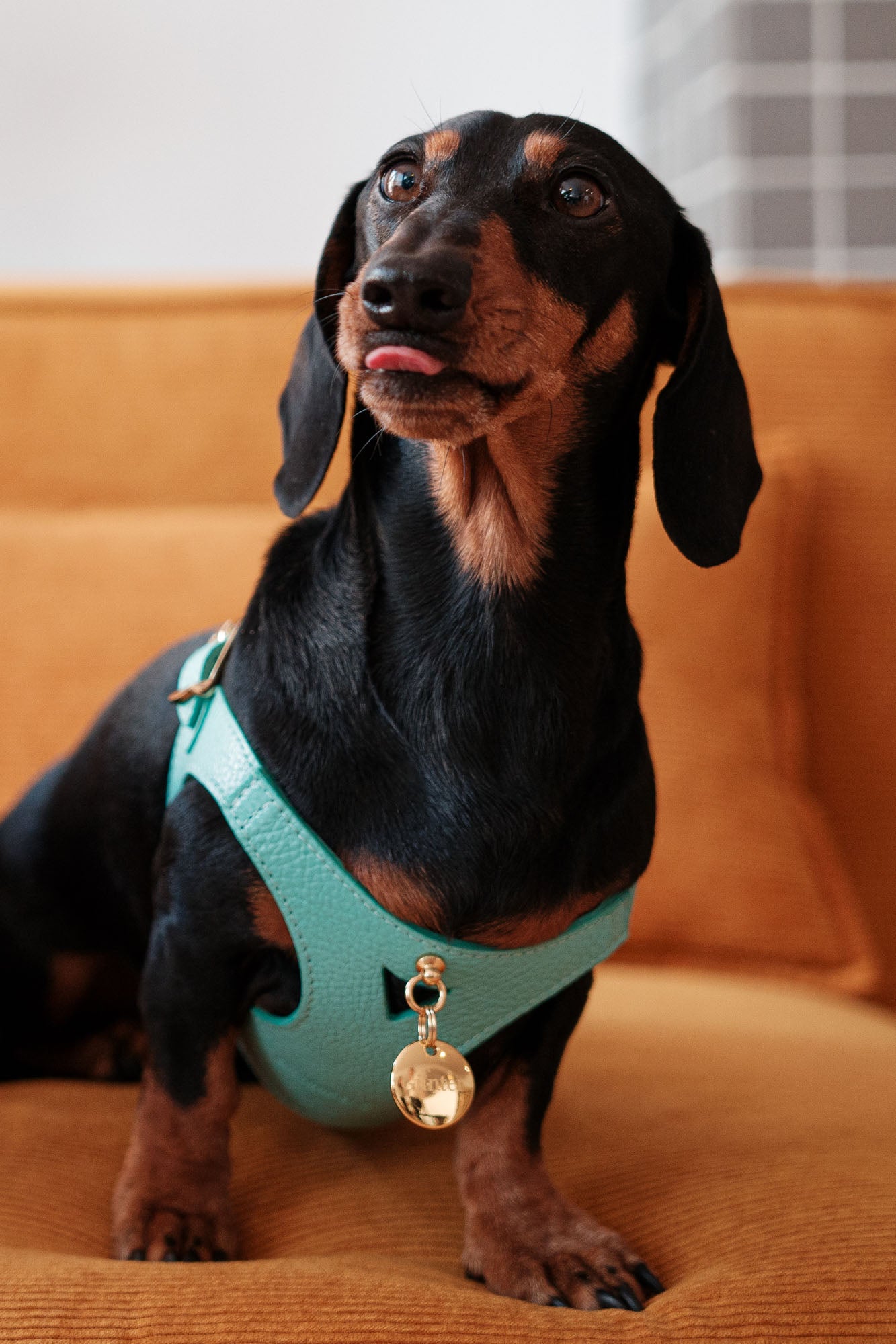 Turquoise Juno harness