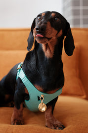 Turquoise Juno harness