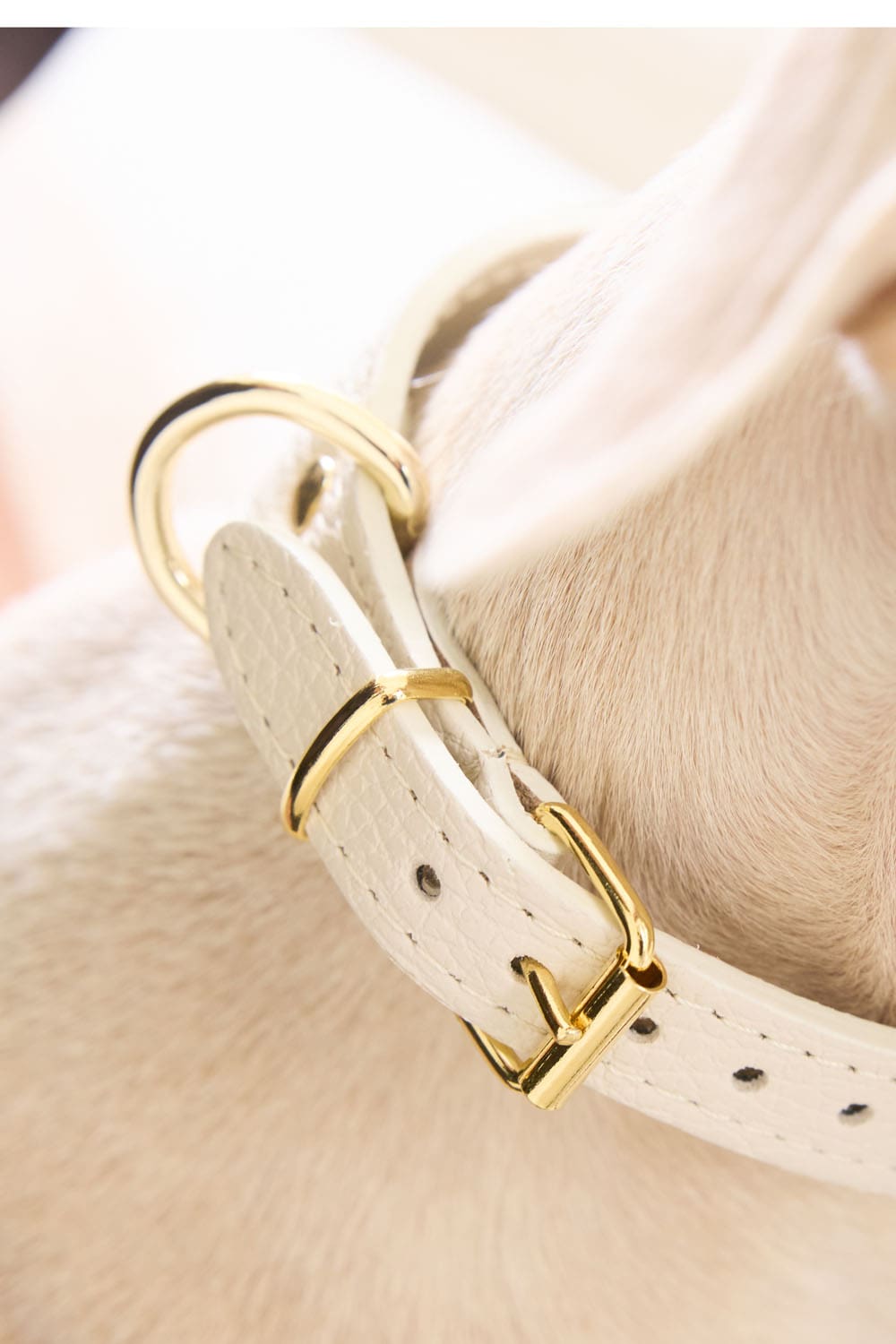 Kit collar Galgo Juno blanco
