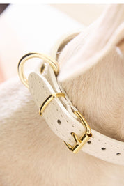 Kit collar Galgo Juno blanco
